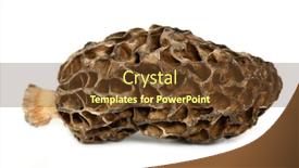  Presentation with mushroom - Audience pleasing presentation theme consisting of morel mushroom morchella backdrop and a tawny brown colored foreground