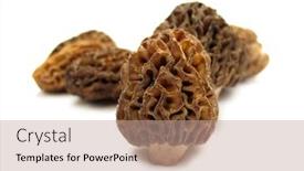  Presentation with mushroom - Amazing presentation theme having morel mushroom morchella backdrop and a coral colored foreground