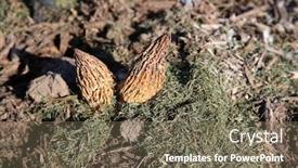  Presentation with mushrooms - Slide deck featuring morel-mushrooms-edible-morel-mushrooms background and a tawny brown colored foreground