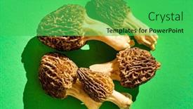  Presentation with bright - PPT theme having morels-on-the-bright-background background and a shamrock green colored foreground
