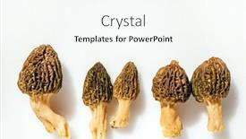  Presentation with maroon and white - Presentation enhanced with morels-on-the-white-background background and a cream colored foreground