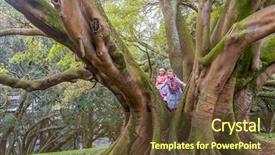  Presentation with fig tree - Audience pleasing slide deck consisting of moreton bay fig tree backdrop and a tawny brown colored foreground