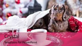  Presentation with dog christmas - Slide deck enhanced with morning and coffee cup next background and a red colored foreground