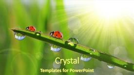  Presentation with green morning - Theme with morning dew and ladybird background and a tawny brown colored foreground