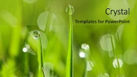  Presentation with green morning - Slides enhanced with morning dew drops background and a gold colored foreground