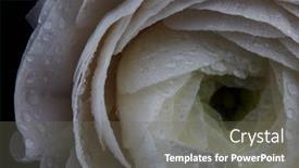  Presentation with mothers day floral - Slides enhanced with morning dew on the delicate petals of the white ranunculus macro photo floral background for postcard or layout mothers day background and a gray colored foreground