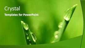  Presentation with dew - Slides consisting of morning dew background and a tawny brown colored foreground