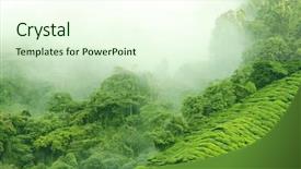  Presentation with cameron highland - Presentation design featuring morning fog over tea farm background and a cream colored foreground