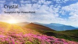  Presentation with pink flowers - Colorful slide set enhanced with morning fresh - magic pink rhododendron flowers backdrop and a  colored foreground