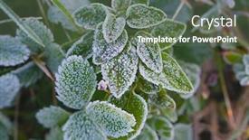  Presentation with green morning - Audience pleasing theme consisting of morning frost on green plants backdrop and a ocean colored foreground