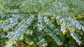  Presentation with green forest morning - PPT theme consisting of morning frost on green plants background and a seafoam green colored foreground