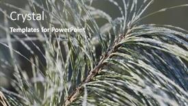 Presentation with pine - Amazing slide deck having morning-frost-on-pine-tree backdrop and a gray colored foreground