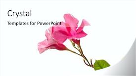  Presentation with dew drop - Cool new presentation with dew morning - beautiful pink flower with water backdrop and a white colored foreground