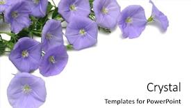  Presentation with rock - Presentation enhanced with blue rock bind weed flowers background and a white colored foreground