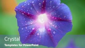  Presentation with flower - PPT layouts having morning-glory-flower-ipomoea-violacea background and a cobalt blue colored foreground