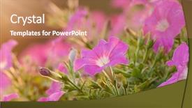  Presentation with catholic jesus glory - Colorful PPT theme enhanced with morning glory backdrop and a coral colored foreground