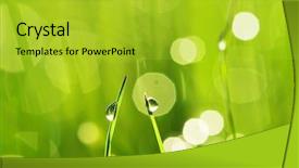  Presentation with green leaf water drops - PPT layouts enhanced with morning grass with dew drops background and a yellow colored foreground