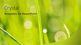  Presentation with dew - PPT theme consisting of morning-grass-with-dew-drops background and a gold colored foreground