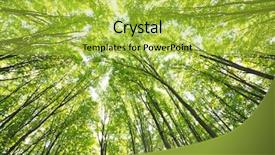  Presentation with green forest morning - Colorful theme enhanced with morning in the green forest backdrop and a  colored foreground