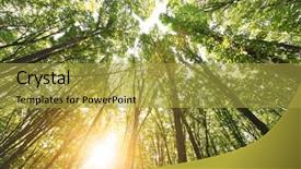 Presentation with green forest morning - Slide deck having morning in the green forest background and a  colored foreground