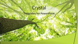  Presentation with green forest morning - Colorful presentation enhanced with morning in the green forest backdrop and a yellow colored foreground