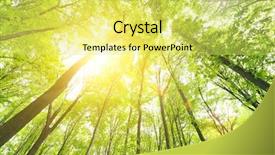  Presentation with green forest morning - Amazing slide set having morning in the green forest backdrop and a  colored foreground