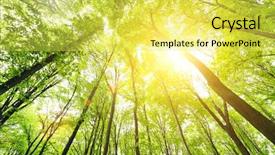  Presentation with green forest morning - Presentation design consisting of morning in the green forest background and a  colored foreground