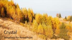  Presentation with yellow leaves of ginkgo biloba - Presentation theme consisting of morning scene red and yellow background and a  colored foreground