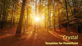  Presentation with forest morning - Slide deck with morning-sun-shines-through and a tawny brown colored foreground