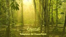  Presentation with green forest morning - Presentation theme having morning sunlight in green forest background and a  colored foreground