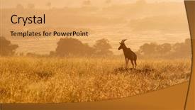  Presentation with kenya - Amazing PPT theme having morning sunlight masai mara kenya backdrop and a yellow colored foreground