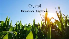  Presentation with morning sunrise - Presentation consisting of morning-sunrise-over-the-corn background and a light blue colored foreground