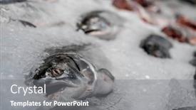  Presentation with ice - Slide deck with mornings-fresh-catch and a  colored foreground