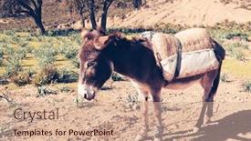  Presentation with moroccan - Slide set featuring moroccan-donkey-in-countryside-landscape background and a coral colored foreground