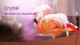  Presentation with flamingo - Beautiful theme featuring morocco africa - pink flamingo backdrop and a pink colored foreground
