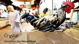  Presentation with fes - Presentation theme enhanced with morocco nights - rooster for sale background and a coral colored foreground