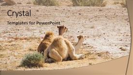  Presentation with camel - Presentation theme with morocco theme - lovely camel background and a  colored foreground