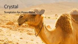  Presentation with camel - Slides featuring morocco theme - lovely camel background and a coral colored foreground