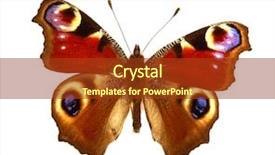  Presentation with butterfly - Colorful presentation enhanced with morpho - beautiful exotic butterfly isolated backdrop and a tawny brown colored foreground