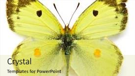  Presentation with butterfly - Presentation theme enhanced with morpho butterfly - close up view background and a yellow colored foreground