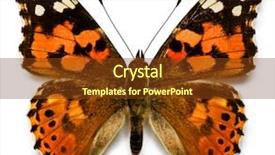  Presentation with close up view of the compass on old paper - Amazing presentation having morpho butterfly - close up view backdrop and a tawny brown colored foreground