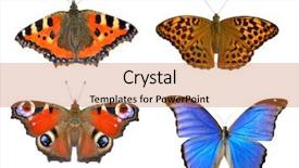  Presentation with butterflies - Slide set consisting of morpho butterfly - close up view background and a red colored foreground