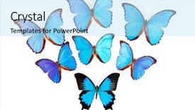  Presentation with serial killer colorful 3d teeth - PPT theme with morpho butterfly - group of colorful butterflies background and a light blue colored foreground