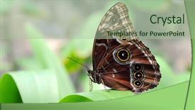  Presentation with angel wings stairway to heaven - Beautiful presentation theme featuring morpho-butterfly-with-folded-wings backdrop and a mint green colored foreground