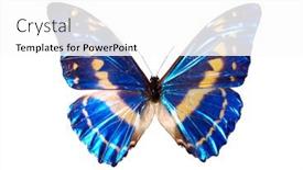 Presentation with name - PPT layouts with morpho-cypris-common-name-blue background and a white colored foreground