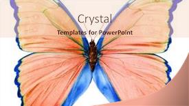  Presentation with butterfly - Slide deck consisting of morpho-is-a-large-blue background and a lemonade colored foreground