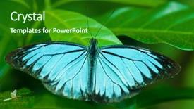  Presentation with insect - Slides with morpho morpho peleides big butterfly background and a forest green colored foreground