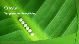  Presentation with butterfly - Colorful PPT theme enhanced with morpho peleides butterfly eggs making backdrop and a forest green colored foreground