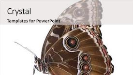  Presentation with monarch butterfly isolated on white - Cool new presentation design with morpho peleides butterfly in front backdrop and a  colored foreground