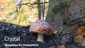  Presentation with autumn - Slides enhanced with mortality - amanita muscaria in autumn background and a wine colored foreground